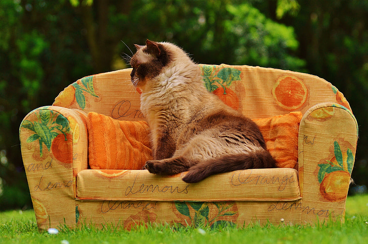 sofa, sofaen, kat, British shorthair, fuldblod, Fur, brun