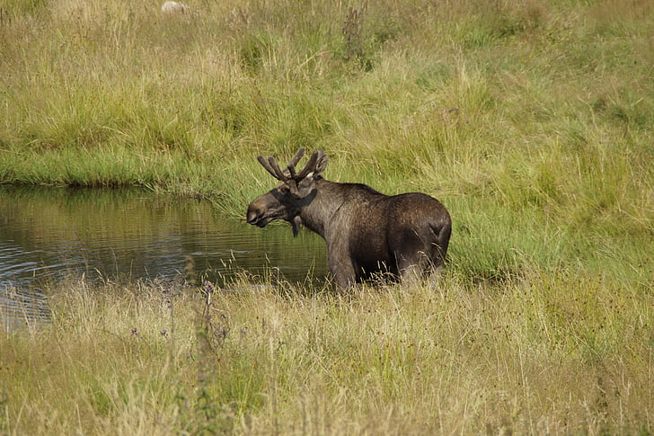 Moose, Bull moose, mannetjes, gewei, Zweden, drankje, Lake