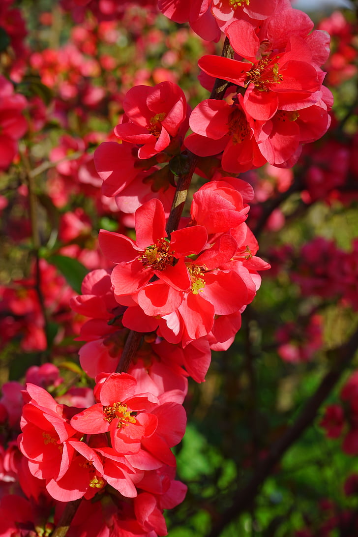 Jepang quince hias, bunga, merah, merah oranye, Bush, cabang, chaenomeles japonica