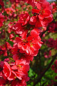 japanese ornamental quince, flowers, red, red orange, bush, branch, chaenomeles japonica