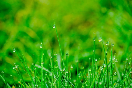 grass, rush, meadow, drip, dew, garden, water