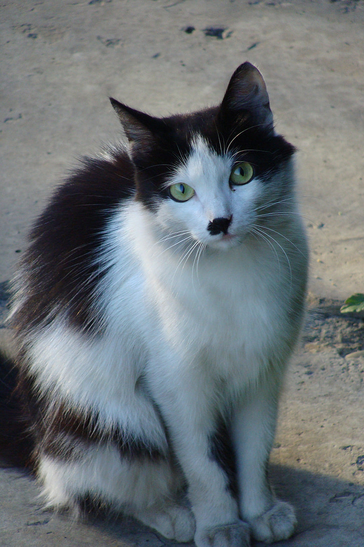 котки, котка, Черно и бяло, Сладък, едър план, животните, изглед