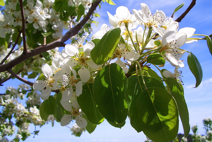 æbletræ, Blossom, Bloom, Apple blossom, forår