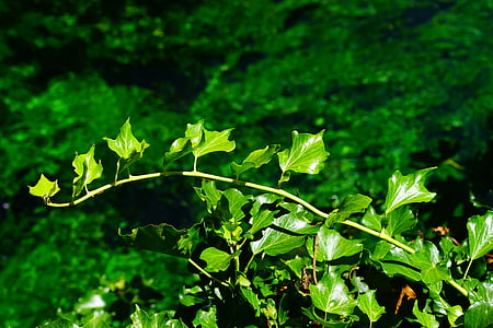 Κισσός, κλαδί Κισσός, υποκατάστημα, φύλλα, πράσινο, χλωρίδα