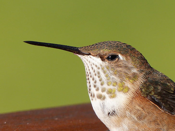 Hummingbird, berbulu, berkilauan, beristirahat, satwa liar, alam, paruh