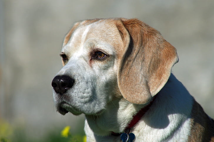 Beagle, pes, njuhanec, pes, prijatelj, portret, nos