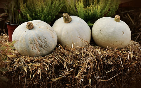 calabaza, calabaza blanca, Casper, calabaza, verduras, motivos de otoño, otoño