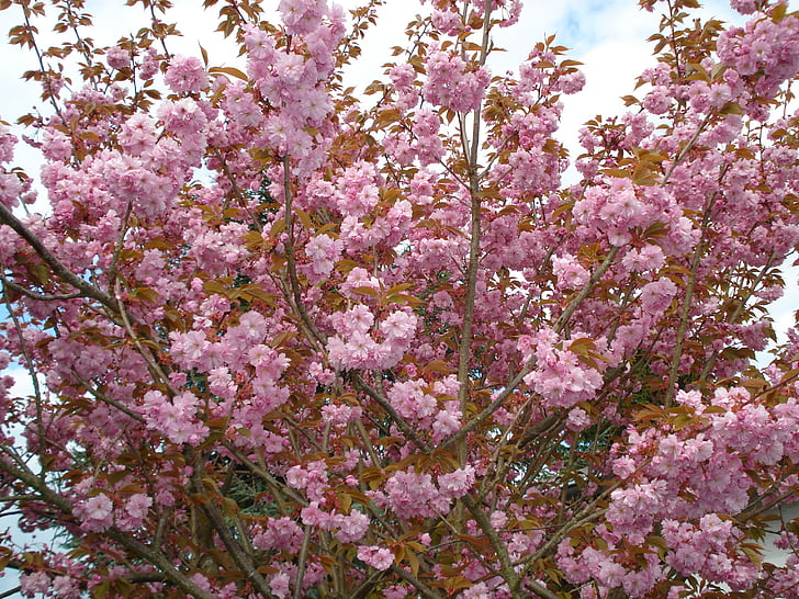 bunga, Blossom, mekar, merah muda, berbunga batang, tanaman