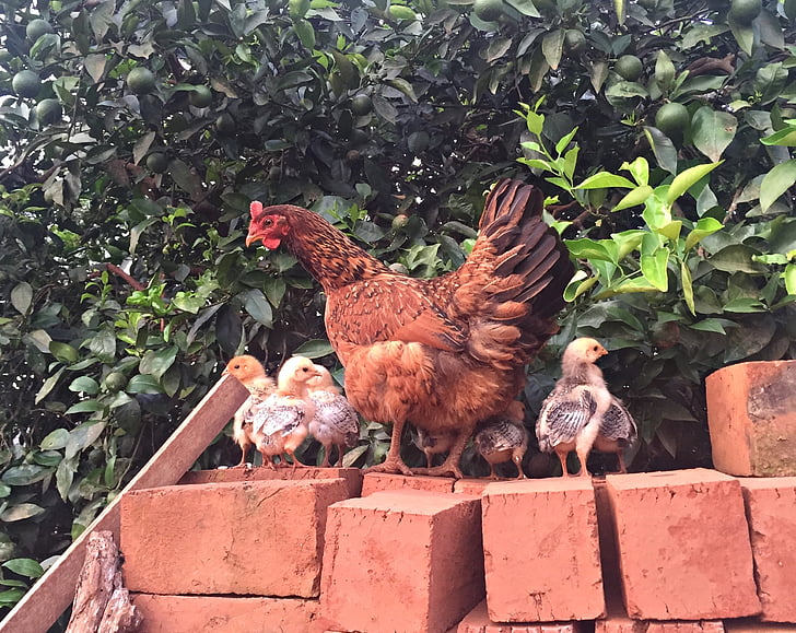 chicken, cock, bird, birds, farm, poultry, redneck