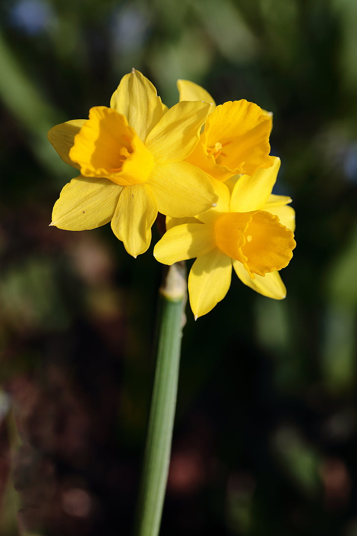 Daffodil, blomma, blommor, gul