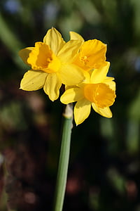 Narcis, kvet, kvety, žltá