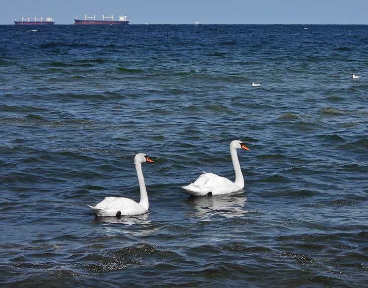 swan, sea, ship, the coast, the baltic sea, landscape, birds