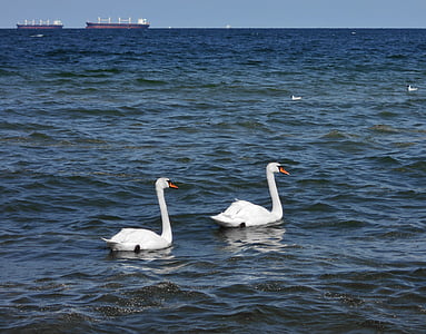 Cisne, mar, nave, a costa, Mar Báltico, paisagem, aves