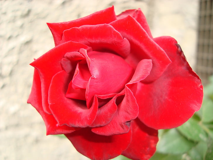 Rosa, květ, červená, červená růže, růže - květ, Příroda, okvětní lístek