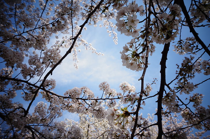 Cherry blossom, naturliga, landskap