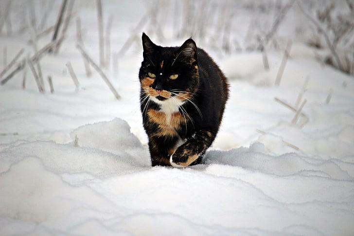 mačka, zimné, sneh, mieze, mačiatko, mráz, mrazené