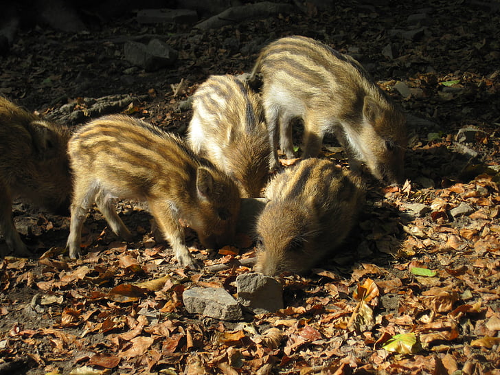작은 돼지, 야생 boars, 젊은 동물, 자연, 숲, 포유 동물, 가족