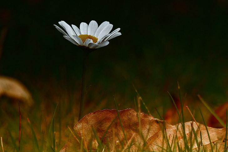 daisy, wild flower, white, yellow, dry leaf, autumn, fall