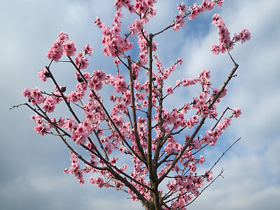 Prunus dulcis, migdał, badam, Kwitnienie, drzewo, wiosna, Flora