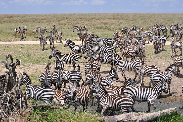 Afrika, Tanzanija, National park, Safari, Serengeti, Zebra, čreda