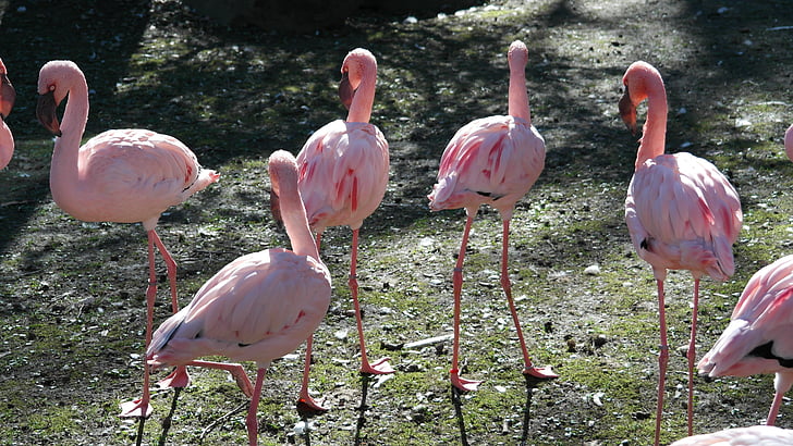 Didysis flamingas, flamingai, Bill, Egzotiški, Gamta, zoologijos sodas, laukinės gamtos fotografijos