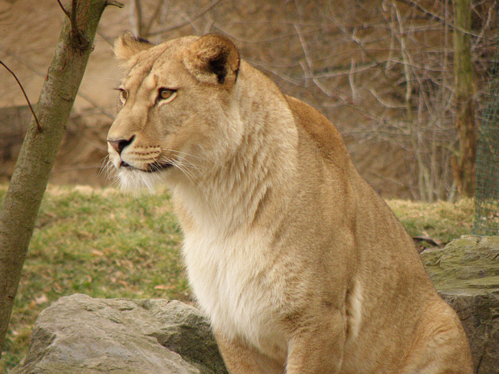 Lioness, Zoo, porträtt, odjuret, huvud