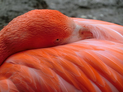 flamingo, bird, pink, water bird, feather, plumage, zoo