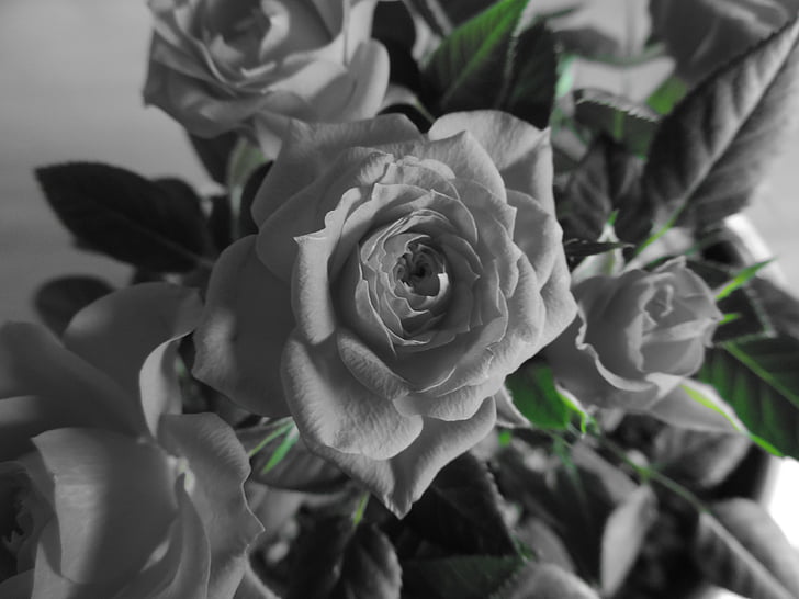 Rožė, rožės žydi, gėlė, meilė, Rožių puokštė, gimtadienio puokštės, juoda ir balta