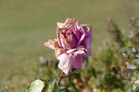 rose, faded, autumn, flower, nature, pink, withered