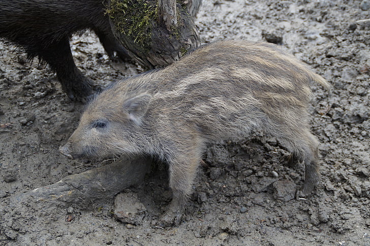launchy, boar, pig, young, child, piglet, striped