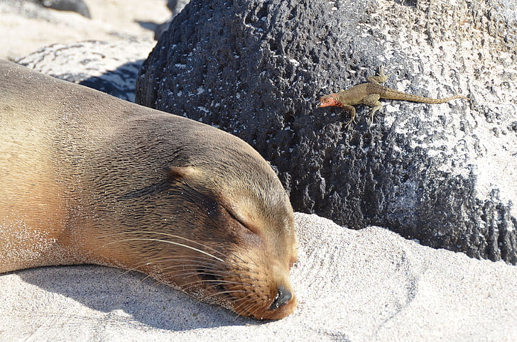 Galápagose saared, Sea lion, Wildlife, loodus, Beach, sisalik