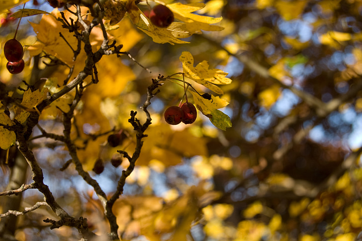 bayas, rojo, otoño, naturaleza, bosque, frutas, Bush