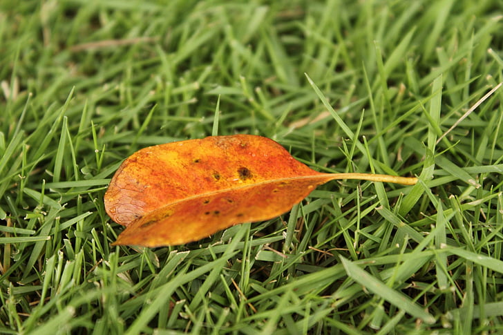 orange leaf, one leaf, autumn, fall, grass, small leaves, green grass