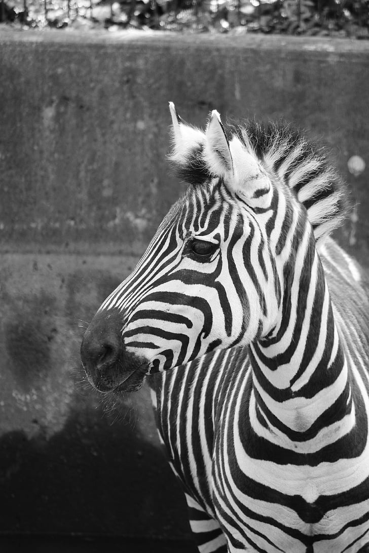 Zebra, živalski vrt, črno-belo, prehod za pešce, sesalec, črtasto, živali v naravi