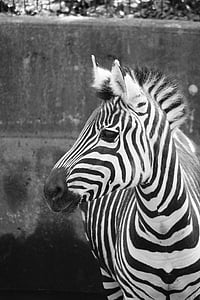 Zebra, Zoo, sort og hvid, fodgængerfeltet, pattedyr, stribet, dyr i naturen