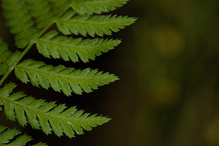 Makro, sõnajalg, roheline, jalg, taim, Leaf detail, loodus
