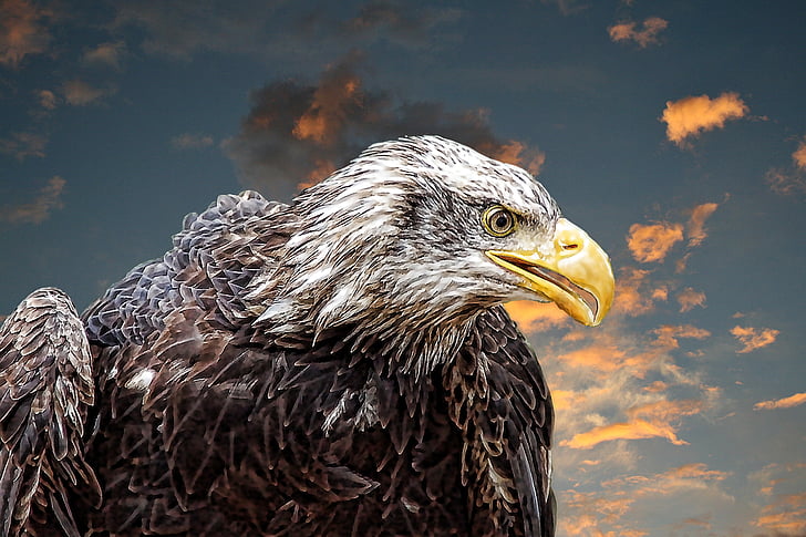 Adler, valkoinen pyrstö eagle, koulutus, Raptor, Sulje, höyhenpeite, lintu vaakuna.