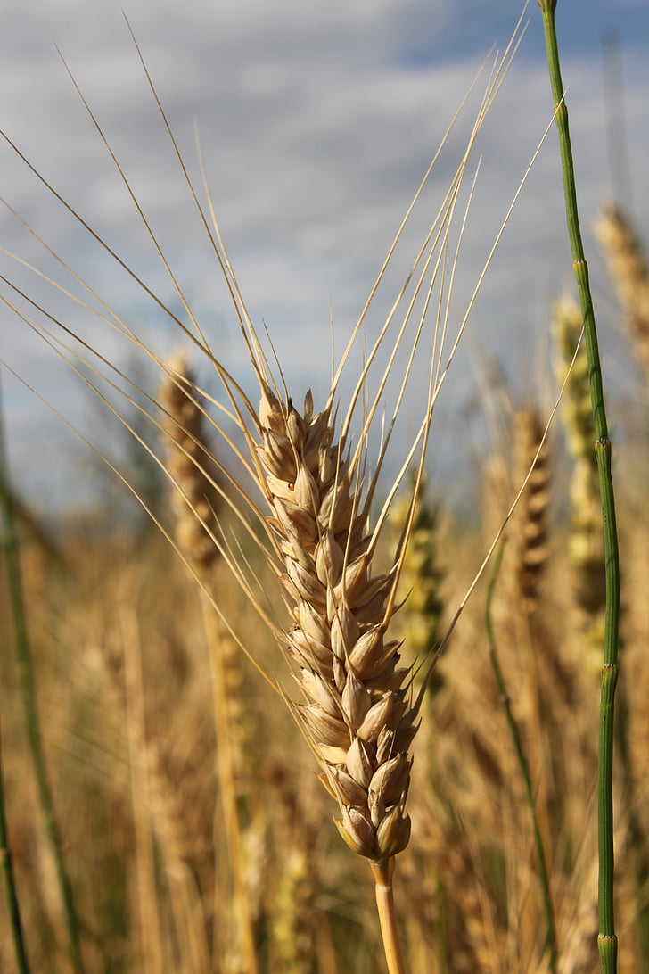 Селско стопанство, хляб, зърнени култури, едър план, ухо, зърно, пшеница