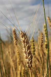 zemědělství, chléb, obiloviny, detail, ucho, zrno, pšenice