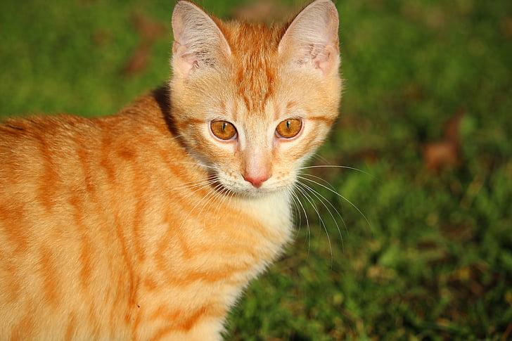 γάτα, γατάκι, σκουμπρί κόκκινο τιγρέ, κόκκινο γάτα, νεαρή γάτα, γάτα μωρό, κατοικίδια γάτα
