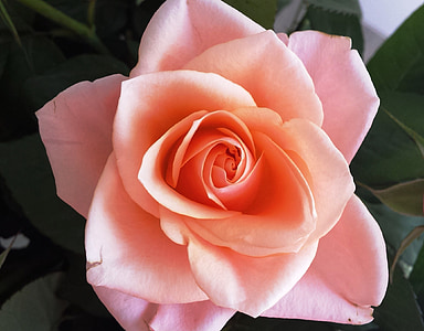 rózsaszín, Rózsa, virág, közeli kép:, virágos, szerelem, szirom