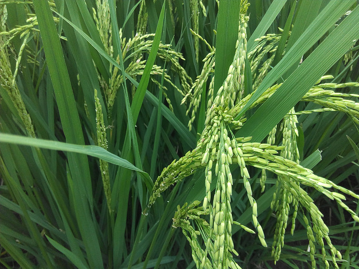 rice, plant, green