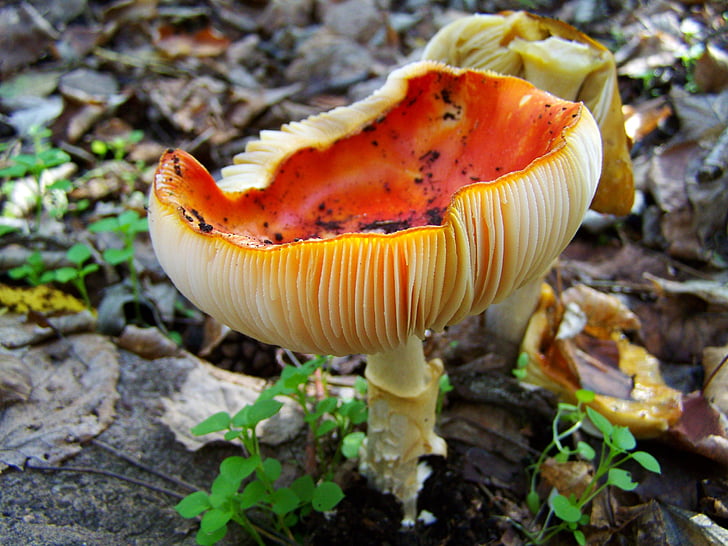 James g champignons, rode paddenstoel, natuur