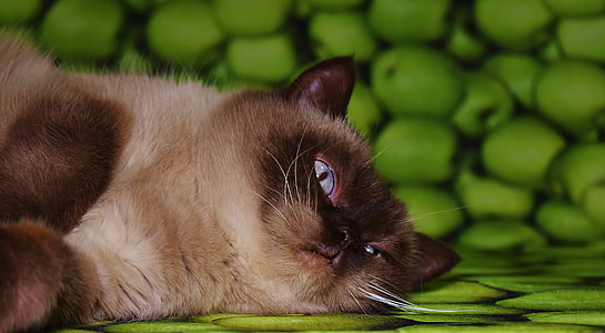 cat, british shorthair, concerns, rest, tired, mieze, fur