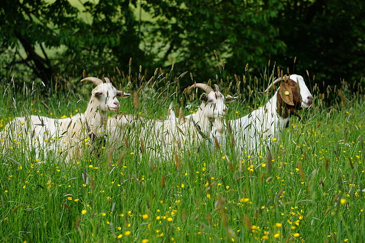 goat, animal, nature, green, feeding, animal world