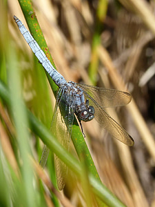 Dragonfly, blå dragonfly, gren, orthetrum cancellatum, dammen