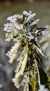 talvi, Frost, kasvi, Ice, Talvinen, jäädytetty, talven taikaa