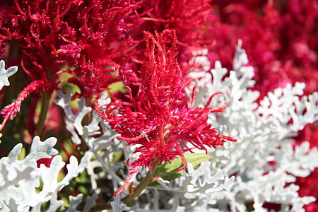 astilbe, flowers, gardens, red, blossom, pink, nature