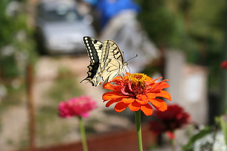бабочка, цветок, Природа, насекомое, Календула, Бабочка - насекомых, хрупкость