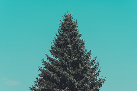 borovice, strom, Fotografie, Vánoční, zelená, závod, borovice